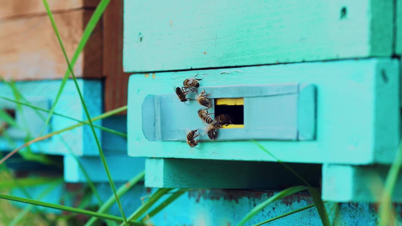 Beehive in the apiary. Bees collect nectar. Life inside the hive. Slow motion