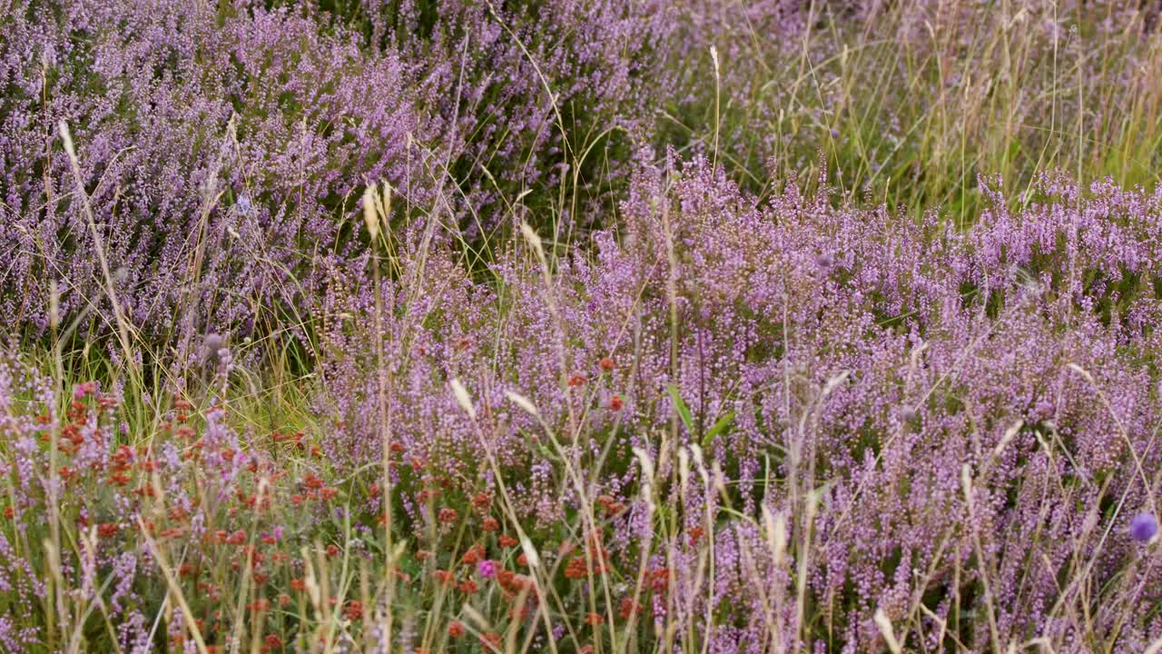 Heather and wildflowers sway in natural light, camera slowly panning across vibrant Scottish moorland