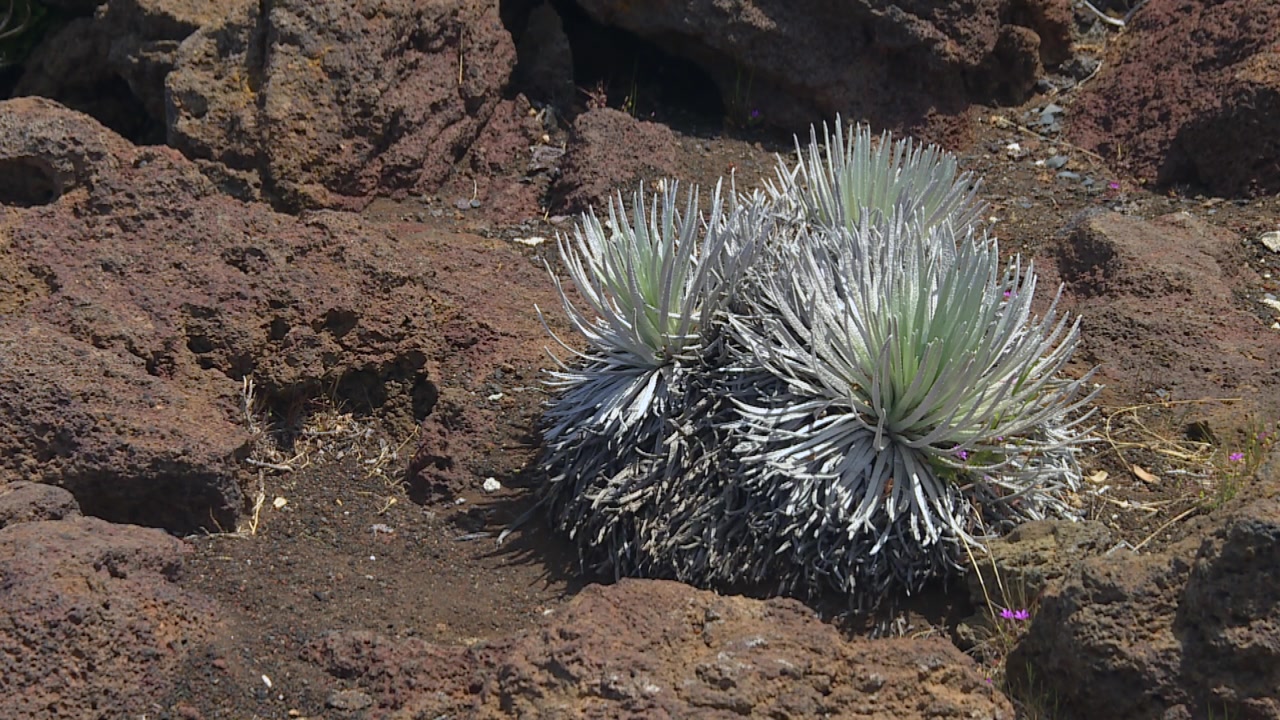 Statisk vidvinkelbillede af sjælden silversword-plante, der trives i barskt vulkansk landskab ved Haleakala, badet i skarpt dagslys, fremhæver sølvfarvet løv mod rødbrun lavasten. Ingen synlige personer