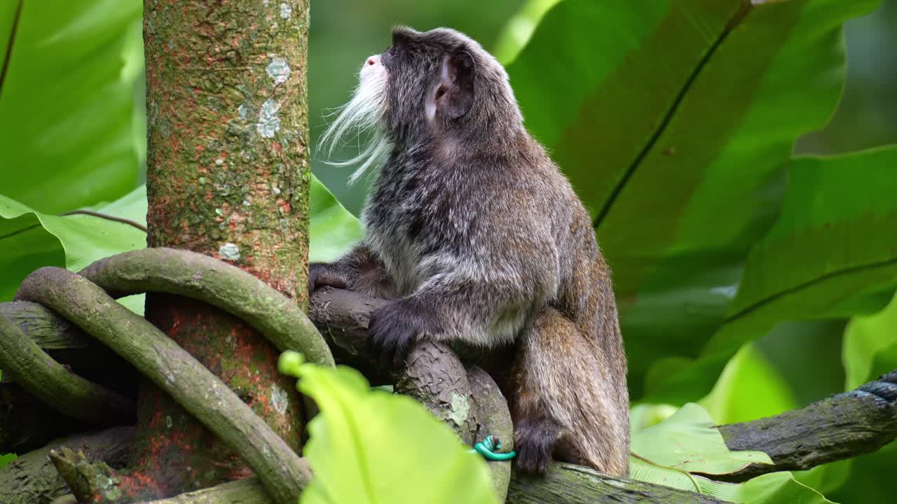 En kejser-tamarinabe (Saguinus imperator) sidder på trægrenen, klør sig på kroppen med sin pote og bagfod, og ser nysgerrigt sig omkring i omgivelserne, nærbillede