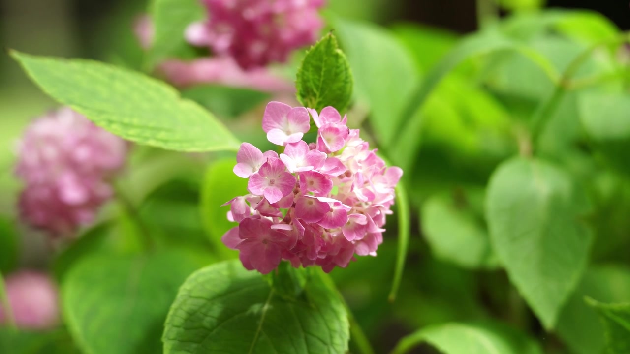 Nahaufnahme einer rosa Bauernhortensie
