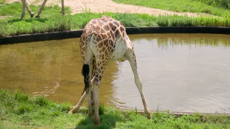 cute giraffe drinks water from a pond in seoul grand park zoo daytime