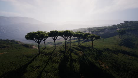 distant scattered acacia trees covering hills in african landscape in namibia