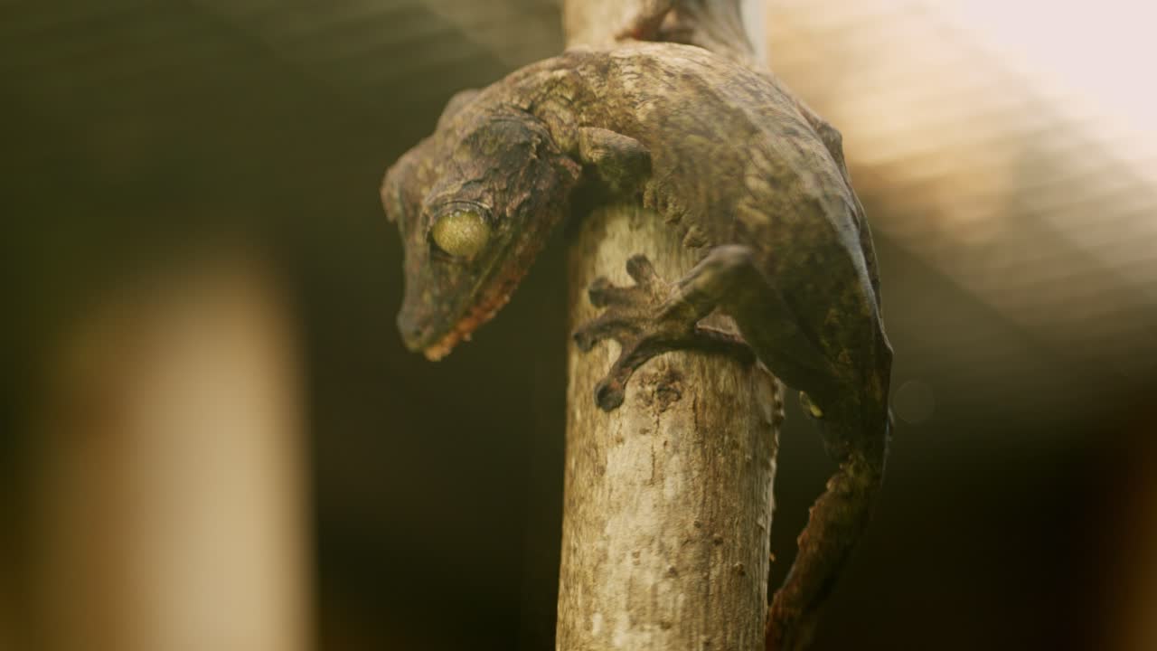 Flat tailed gecko climbing on branch in rainforest habitat