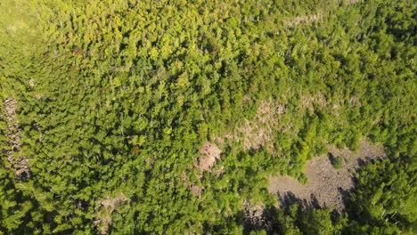 vista aérea de un bosque nacional durante la hora dorada en minnesota durante el verano