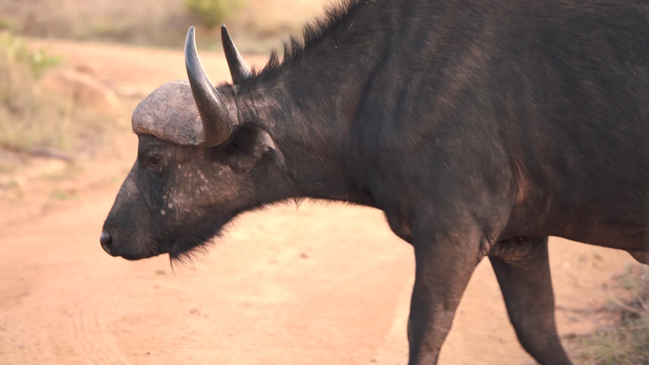 African buffalo with large horns crossing dirt road in savannah safari