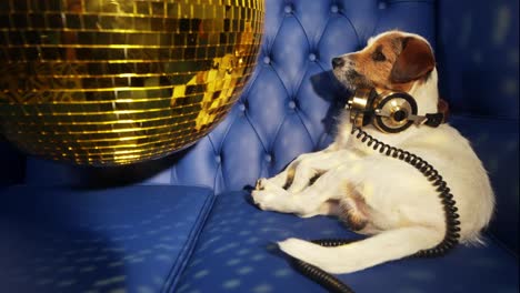 Hund-Gold-Disco-4k-12