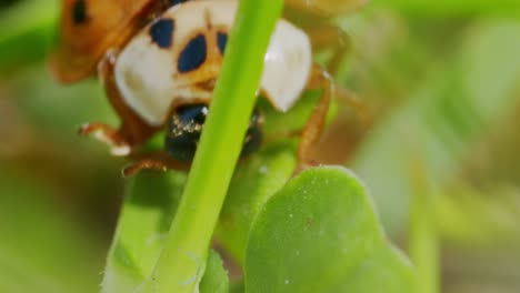 dame coléoptère asiatique en macro tiré sur les feuilles dans le jardin