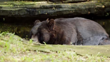 american black bear standing in pond in the zoo