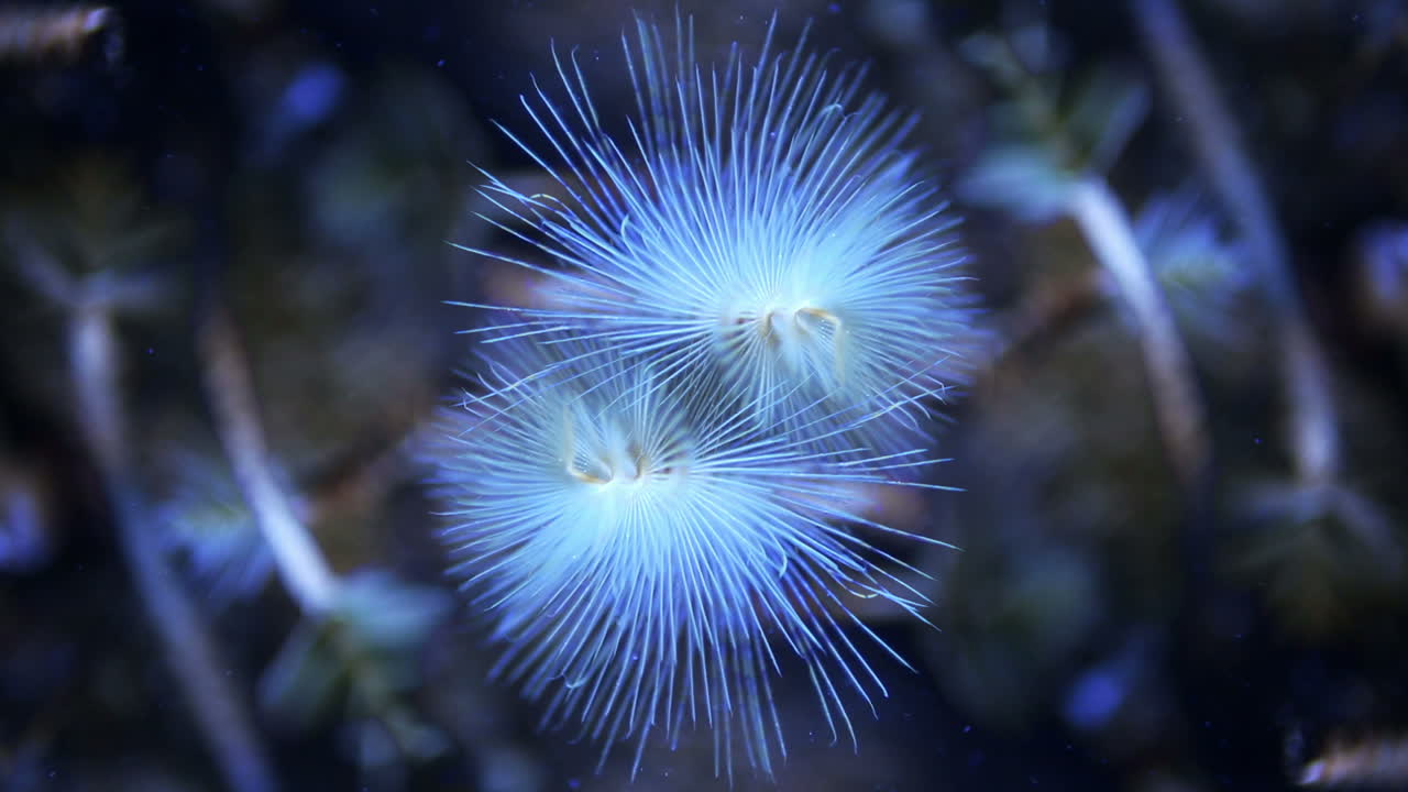 발렌시아 수족관 12