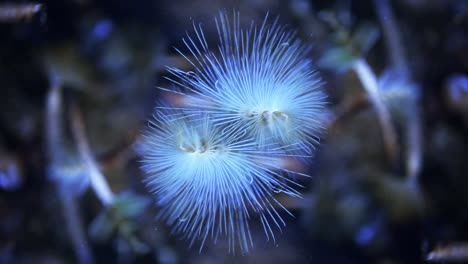 acuario de valencia 12