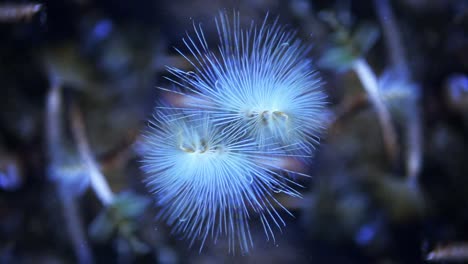 acquario di valencia 12