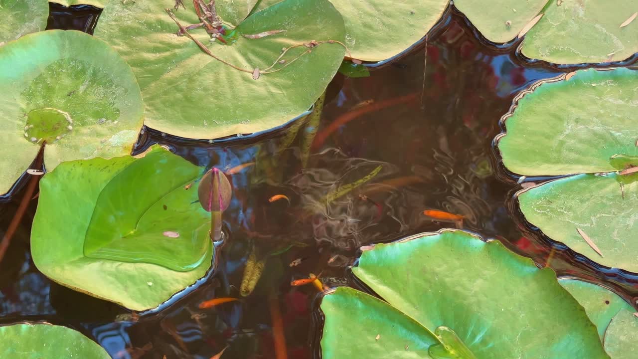 closeup of colorful fishes in the water lilly pond