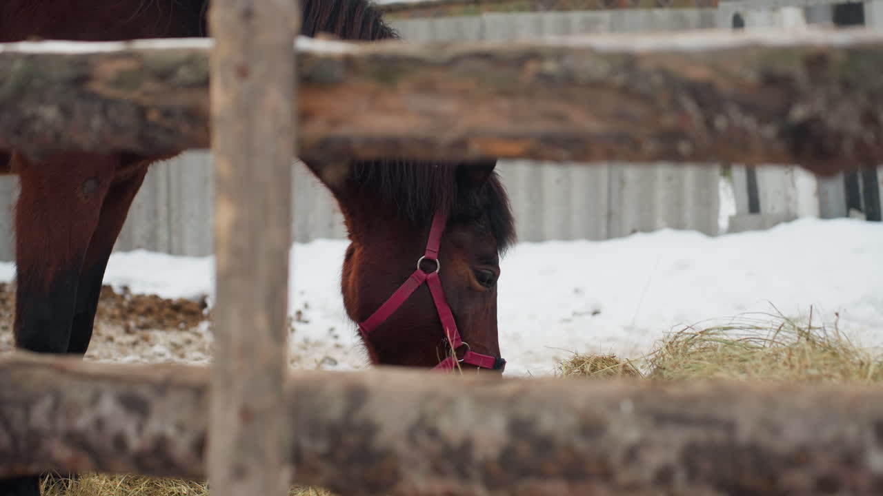 Caballo marrón comiendo heno a través de la valla, cabezada roja, rústicas traviesas de madera, suelo cubierto de nieve, primer plano del hocico, respiración suave, rutina de alimentación en una granja tranquila, corteza texturizada en los postes, paja y heno