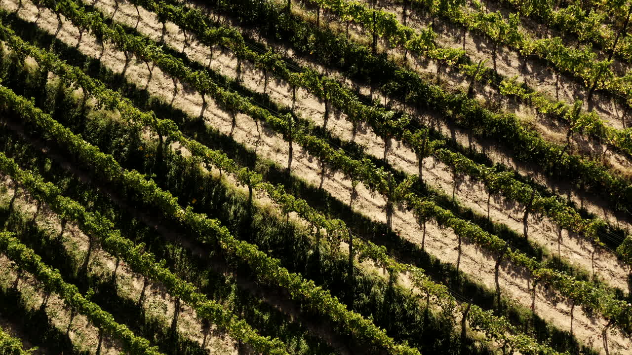 Veduta aerea della vigna