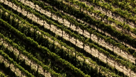 vineyard aerial view