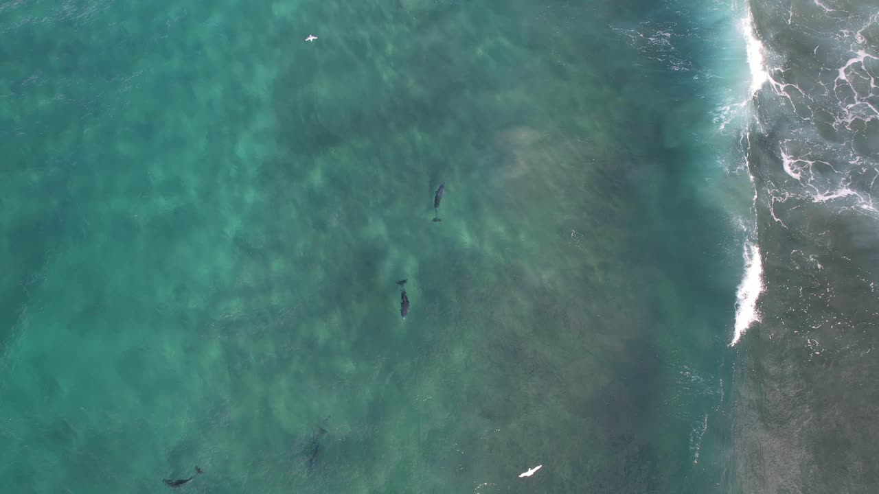 부러진 머리 에서 물고기 를 사냥 하는 바구니 코 돌고래 nsw - 바이론 지역 - 오스트레일리아