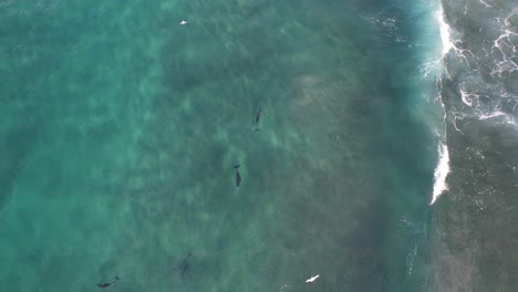 Delfines-Nariz-De-Botella-Cazando-Peces-En-La-Cabeza-Rota-NSW---Byron-Region---Australia