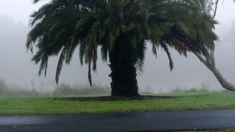 árbol-En-La-Niebla-De-La-Mañana.-Tiro-Inclinado-Hacia-Arriba