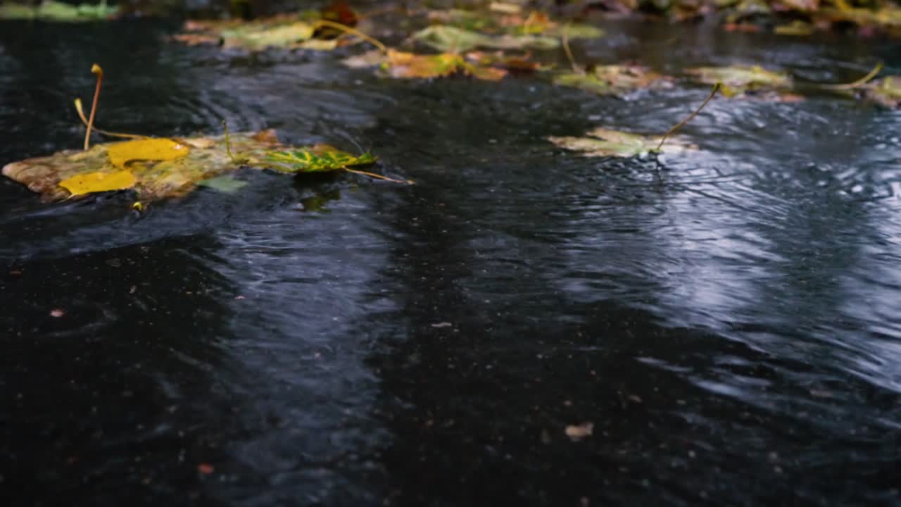 Autumn rain in bad weather, rain drops on the surface of the puddle with fallen leaves.
