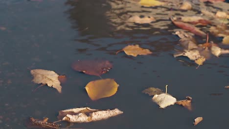 Trocken-Gefallene-Blätter-Liegen-Auf-Plätscherndem-Wasser-Und-Leichter-Wind-Weht