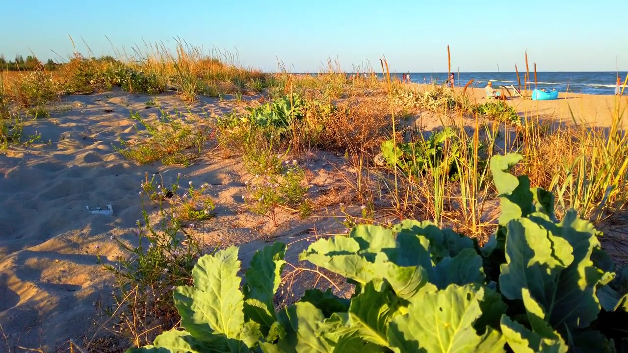 Crambe pontica. Crambe maritima L. Fotografare le dune di sabbia in estate