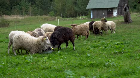 sheep rushes to the feeding bowl before the