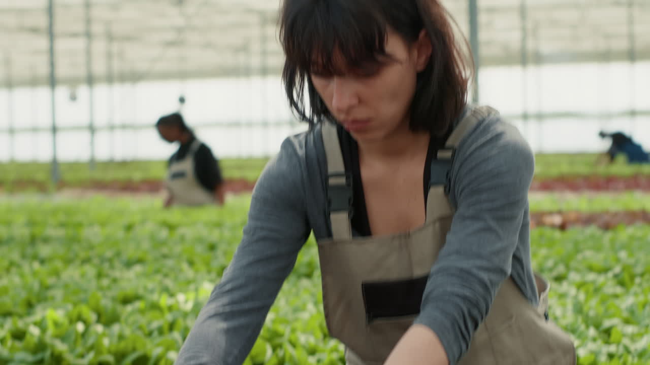 Woman working in a greenhouse with plants