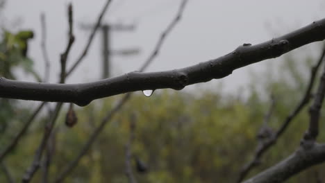 raindrops on a tree branch in the rain