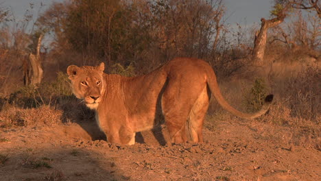 Close-up-of-lioness-digging-for-a-warthog-from-its-burrow,-early-morning