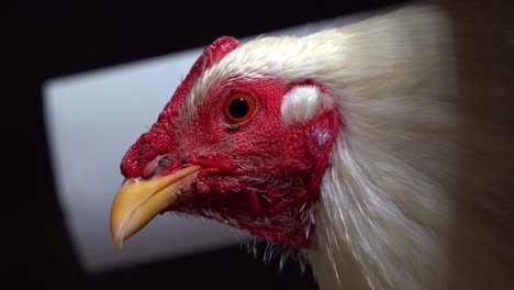 movimiento portátil de primer plano capturando un ave de caza japonesa muy elegante y llamativa, pollo satsumadori, tradicionalmente criado para peleas de gallos