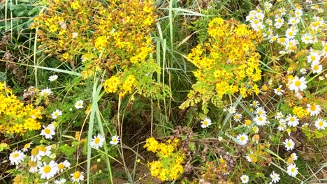 flores amarillas de ragwort en medio de un follaje verde exuberante