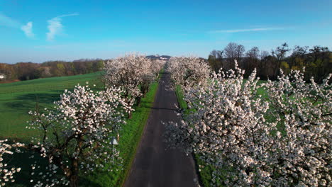 flight over the alley of blossoming cherry trees on sunny morning