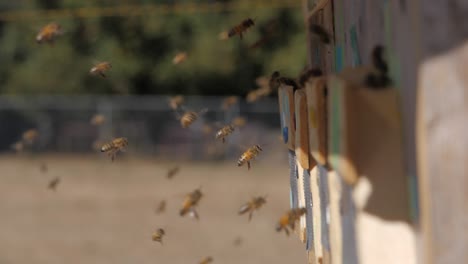 Slow-Motion-Close-up-of-Honey-Bees-Flying-in-Hive