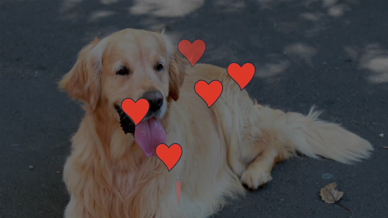 Premium stock video - Animation of falling hearts over golden retriever