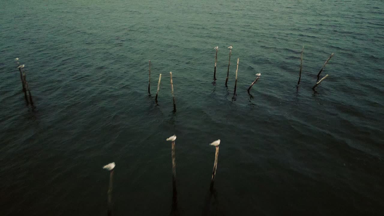 해가 지는 동안 바다에서 기둥에 앉아 있는 새들