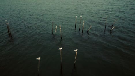 aves sentadas en estacas en el mar durante la puesta de sol