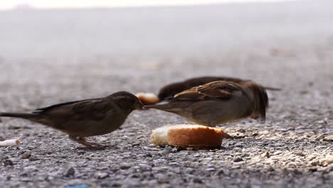 hungry sparrows feeding breadcrumbs from bread pieces on the concrete pavement