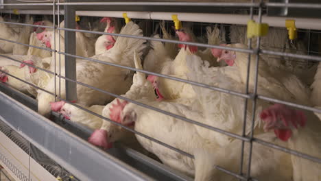 caged chickens at a poultry farm