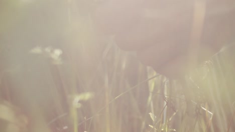 Cutting-flowers-from-the-meadow