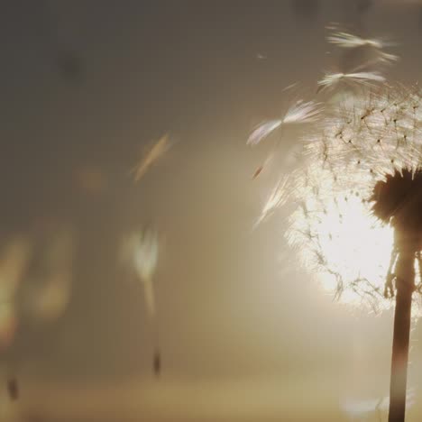 dandelion seeds fly in the rays of the setting sun