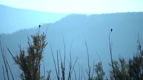 Pájaros-Posados-En-El-árbol-Y-Despegando-A-Cámara-Lenta