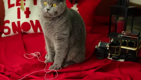 gato británico de pelo corto juega con una cuerda y se lame la mano frente a las almohadas navideñas en la cubierta roja