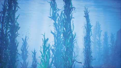 underwater grass forest of seaweed