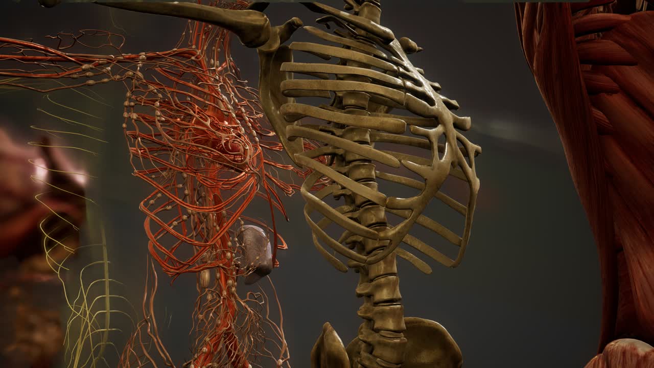 ilustración animada de la anatomía humana en 3d