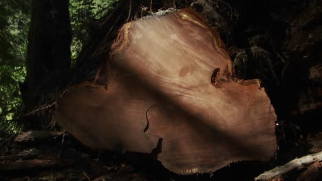 Ein-Gefällter-Baum-Mit-Vielen-Baumringen-Im-Wald