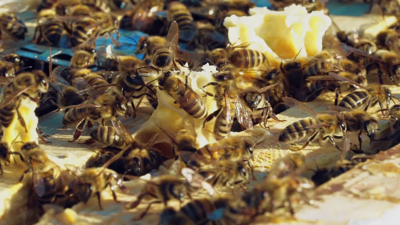Frames of a beehive. Working bees in a hive. Bees turn nectar into honey. Slow motion