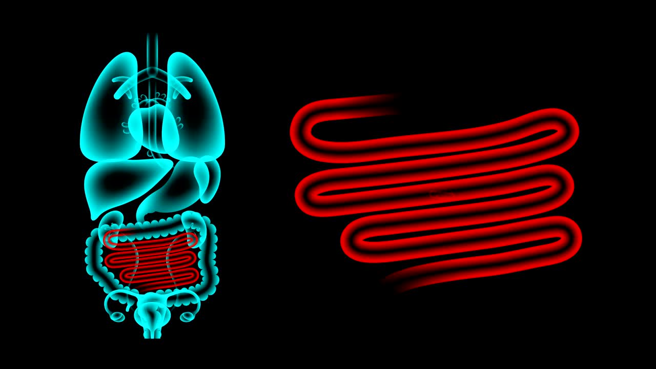conjunto de rayos x de órganos femeninos humanos, infección del intestino delgado idea concepto ilustración de color rojo brillo aislado en el fondo oscuro, animación de bucle sin costuras 4k con espacio de copia