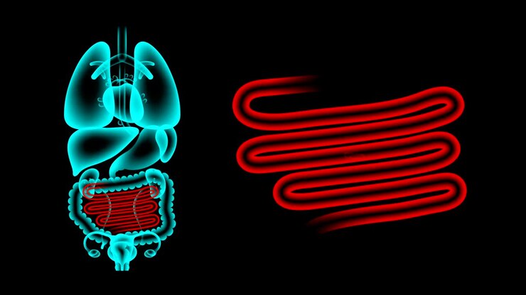 Human Female Organs X-ray set, Small intestine infection concept idea red color illustration isolated glow in the dark background, seamless looping animation 4K with copy space