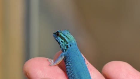 lygodactylus williamsi lagarto reptil de primer plano